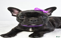 French Bulldog dogs for sale: Angel - Image 3