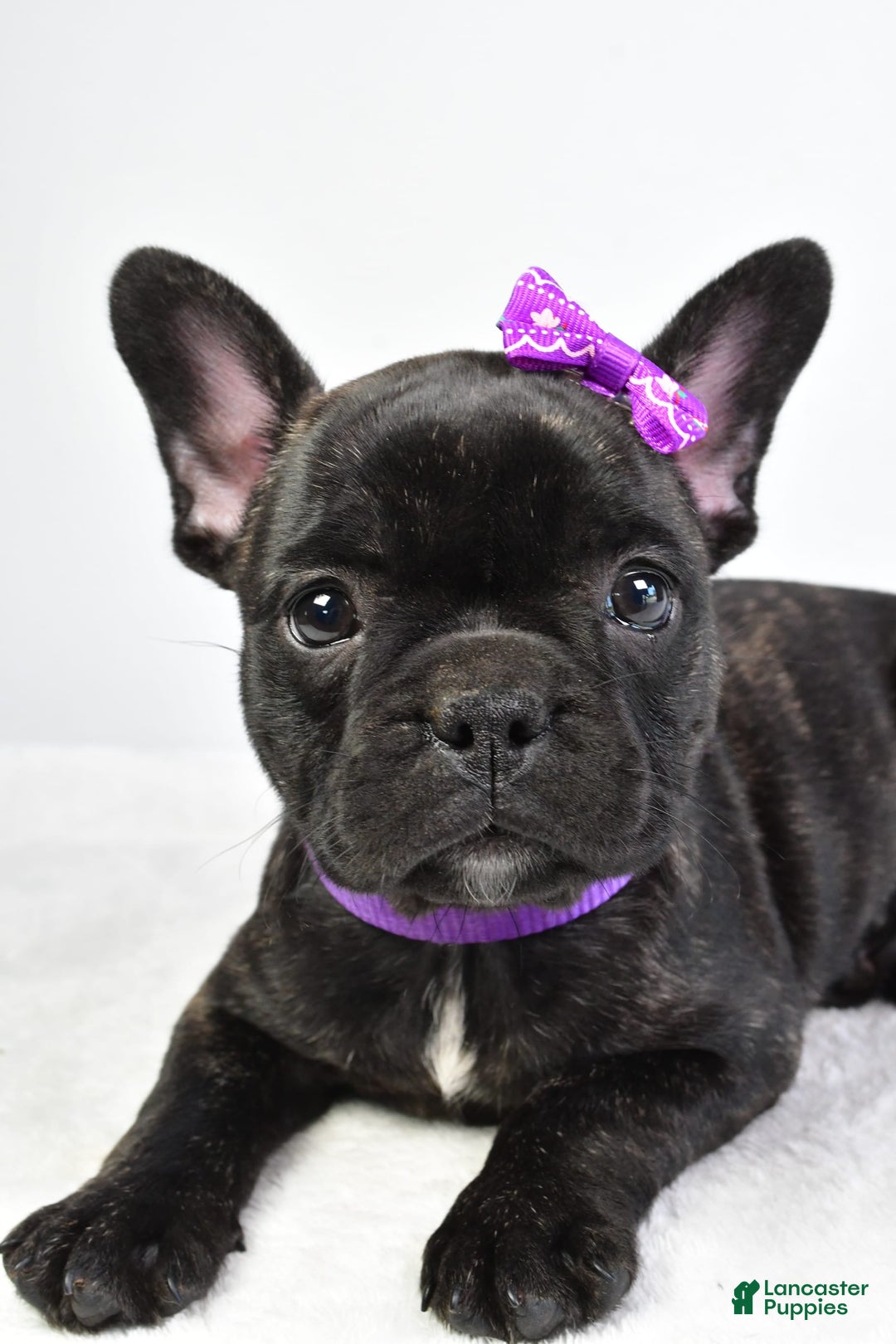 French Bulldog dogs for sale: Angel - Image 3
