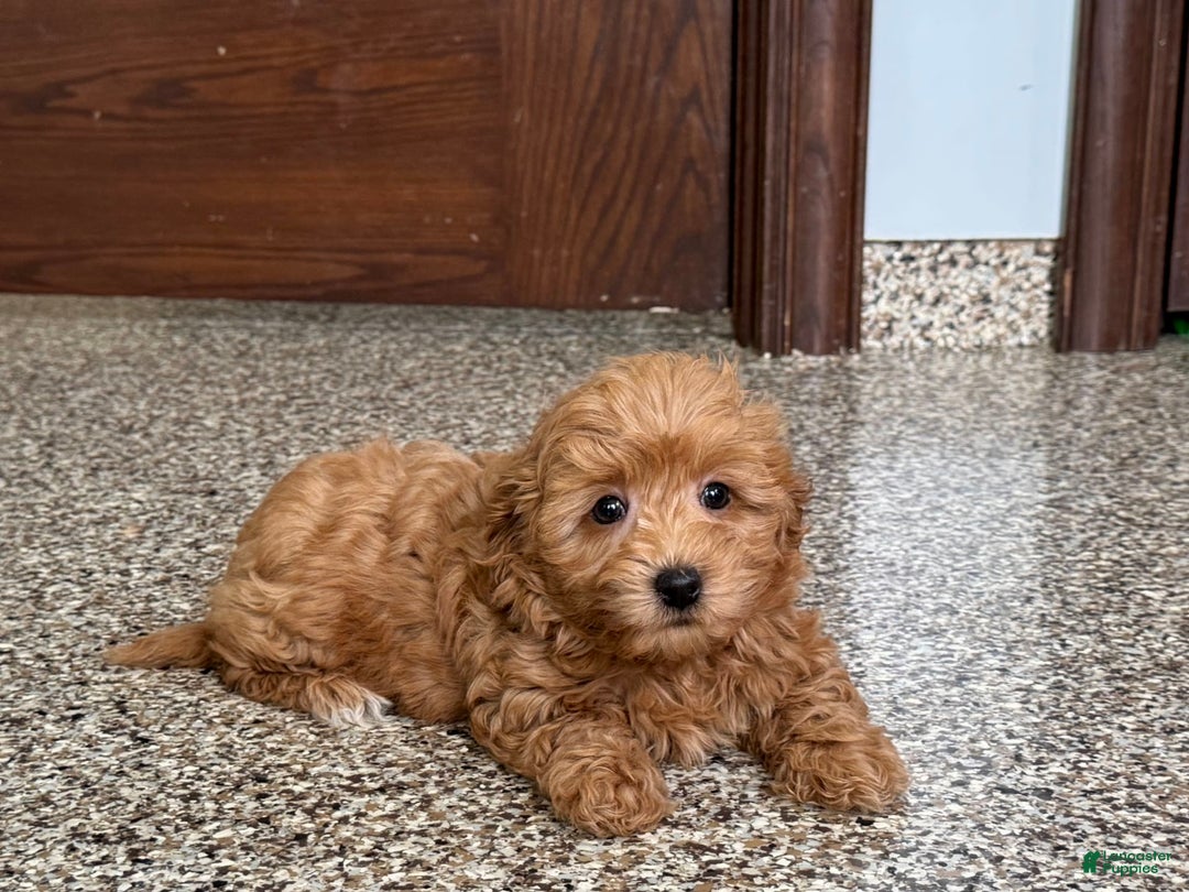 Coton De Tulear dogs for sale: Sally - Image 3