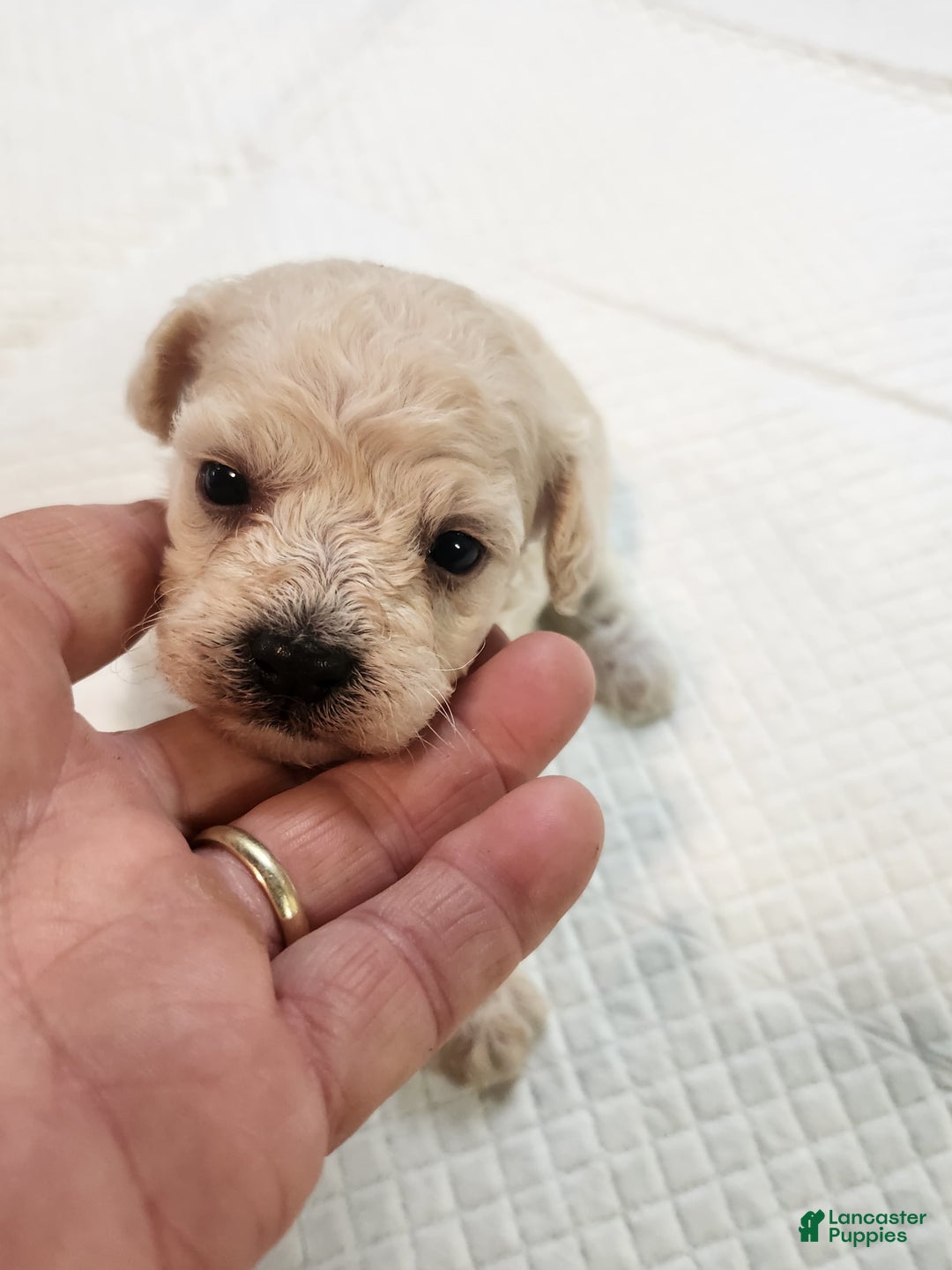 Bichon Frise dogs for sale: Toy Poodle/toy Bichon Puppy - Image 4