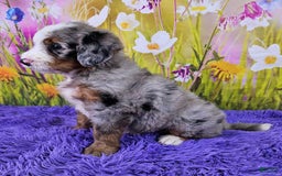 Mini Bernedoodle dogs for sale: Laker - Image 8