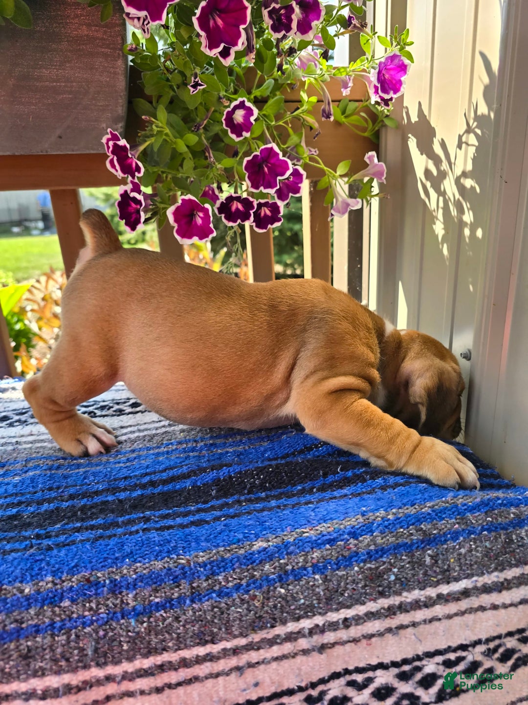 English Bulldog dogs for sale: Mozart - Image 3