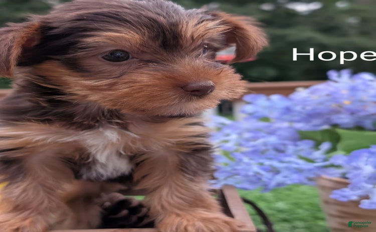 Yorkshire Terrier dogs for sale - Ad 5
