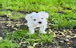 Miniature Schnauzer dogs for sale: Sweetpea - Image 1