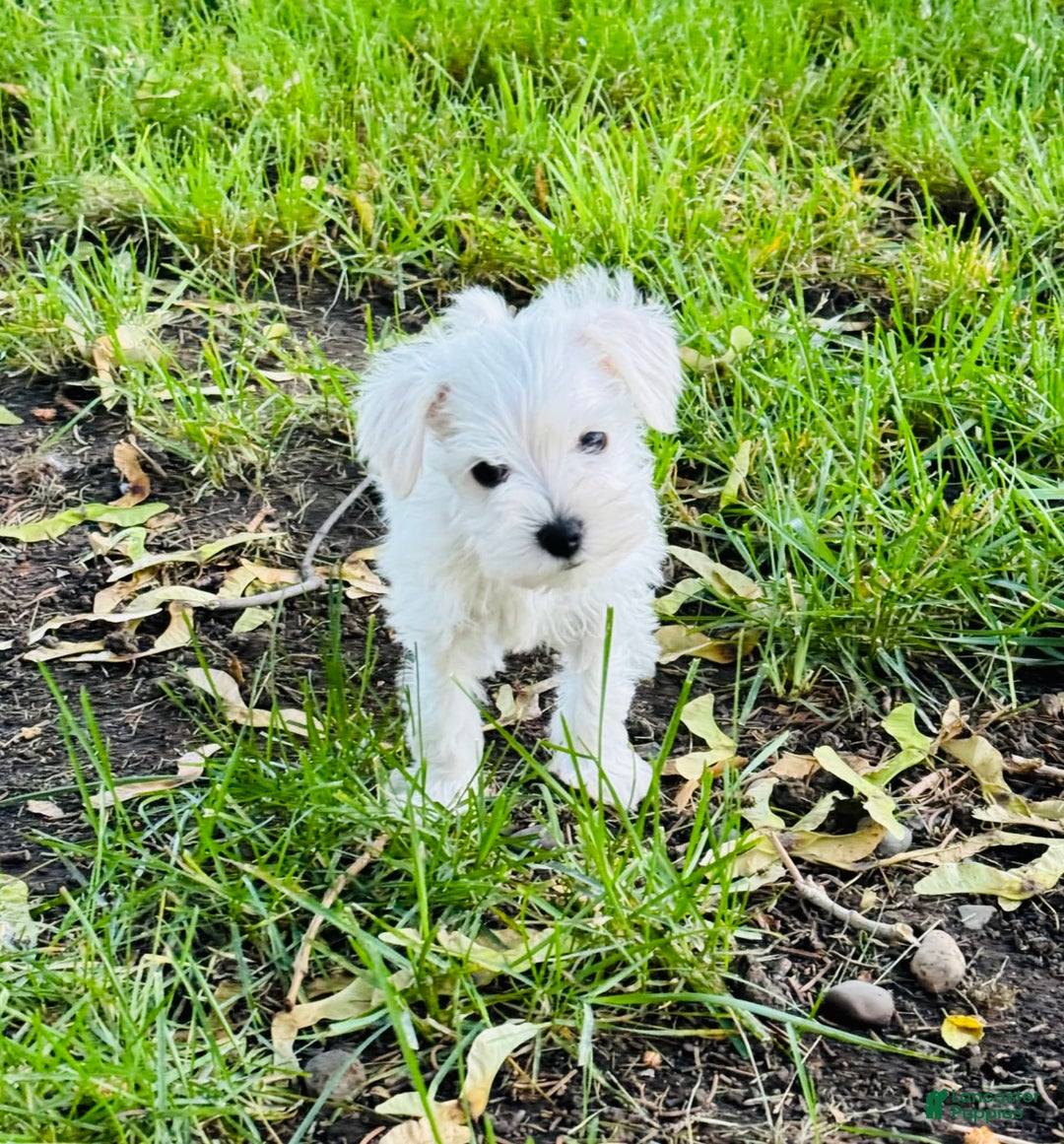 Miniature Schnauzer dogs for sale: Sweetpea - Image 1