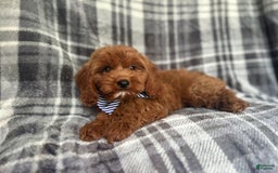 Cavapoo dogs for sale: Dash - Image 6