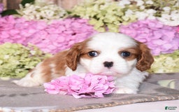 Cavalier King Charles Spaniel dogs for sale: Vegas - Image 3