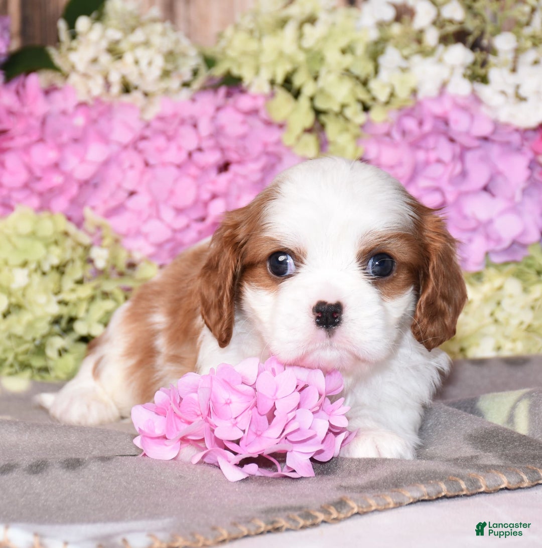 Cavalier King Charles Spaniel dogs for sale: Vegas - Image 3