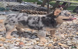 French Bulldog dogs for sale: Sonic - Image 9