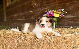Shetland Sheepdog dogs for sale: Captain - Image 1