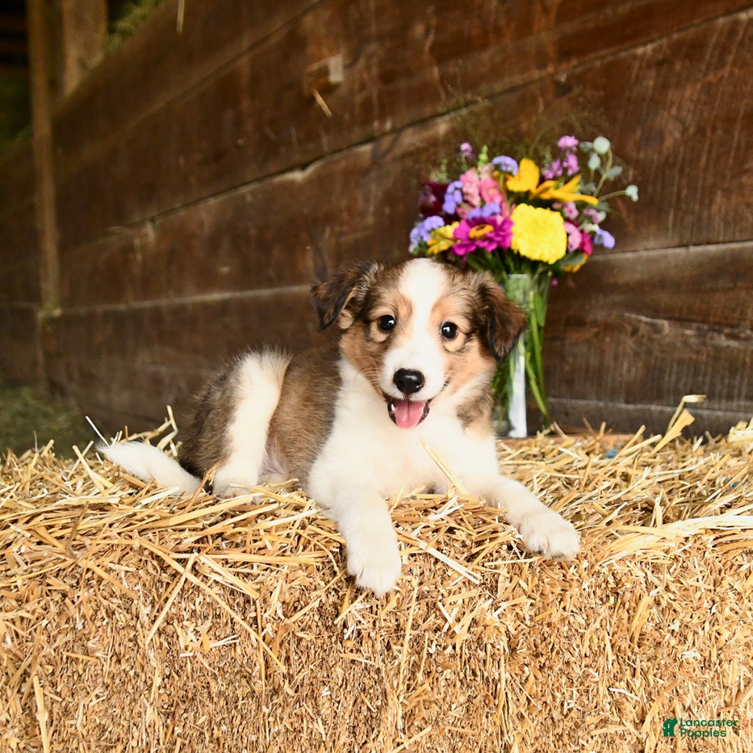 Shetland Sheepdog dogs for sale: Captain - Image 1