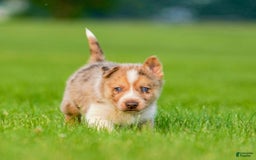 Gerberian Shepsky dogs for sale: Noah - Image 2