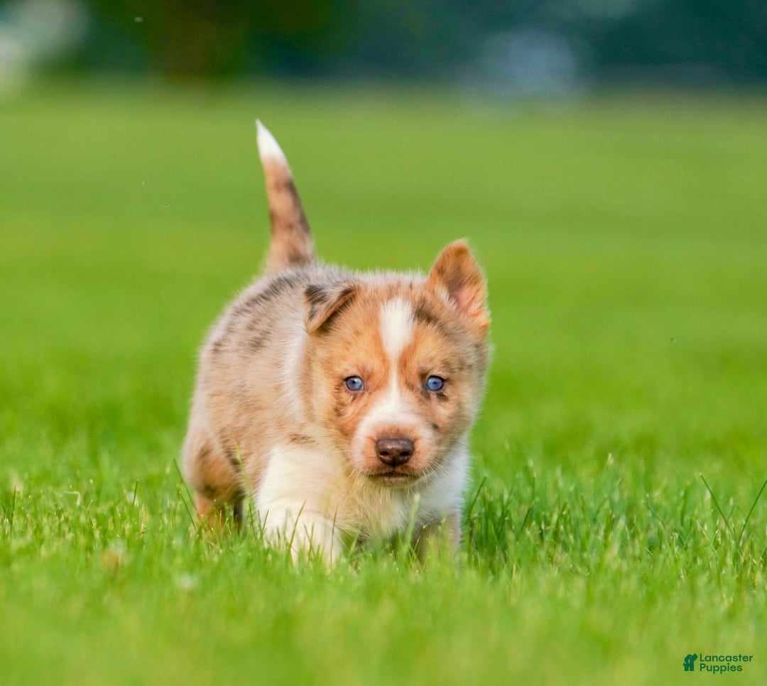 Gerberian Shepsky dogs for sale: Noah - Image 2