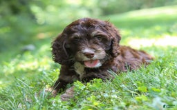 Cockapoo dogs for sale: Precious - Image 4