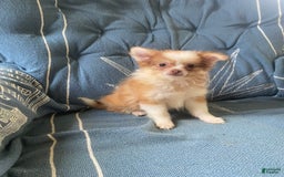 Pomchi dogs for sale: Bitsy - Image 4