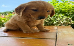 Golden Retriever dogs for sale: Lola - Image 12
