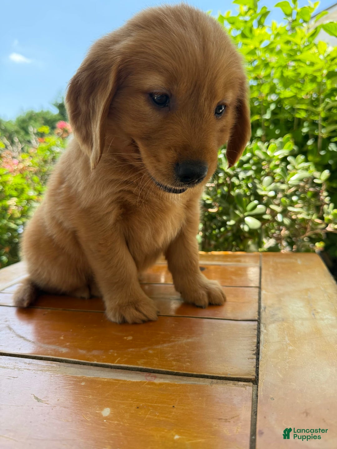 Golden Retriever dogs for sale: Lola - Image 12