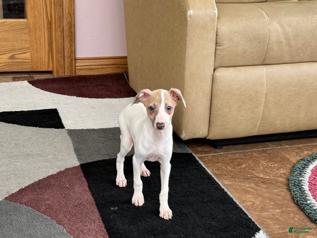 Italian Greyhound dogs for sale: Cindy - Image 5