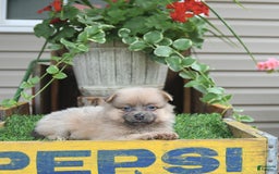 Pomeranian dogs for sale: Fancy - Image 10