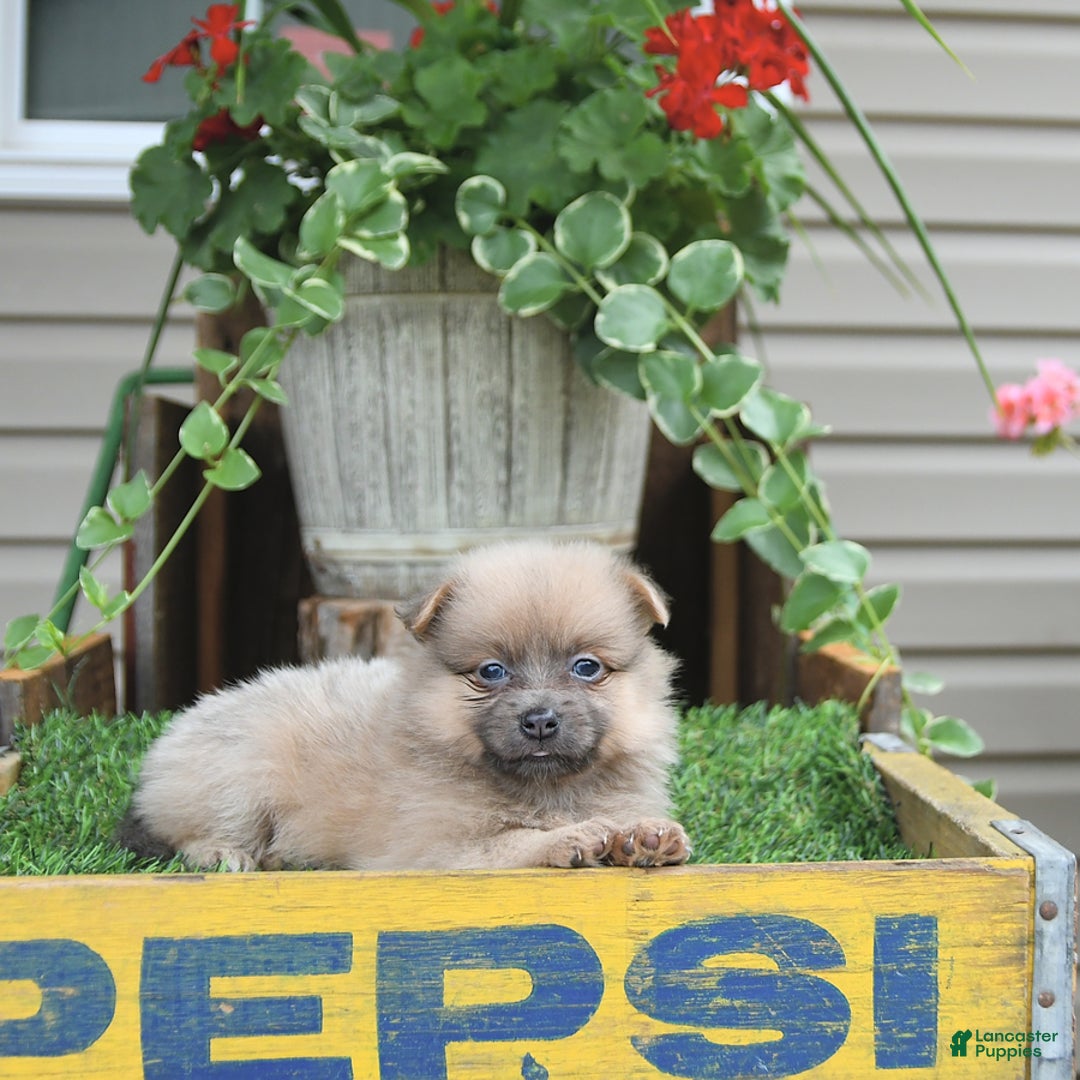 Pomeranian dogs for sale: Fancy - Image 10