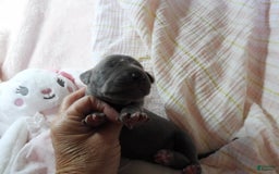 Great Dane dogs for sale: Sky - Image 9