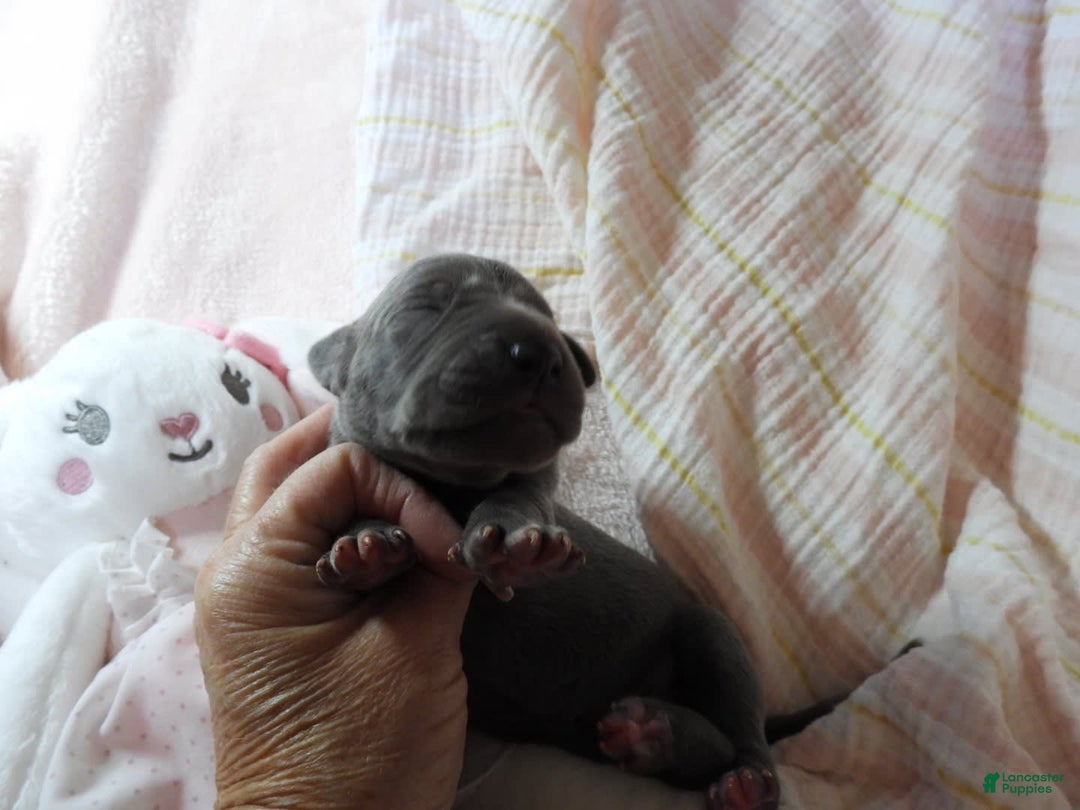 Great Dane dogs for sale: Sky - Image 9