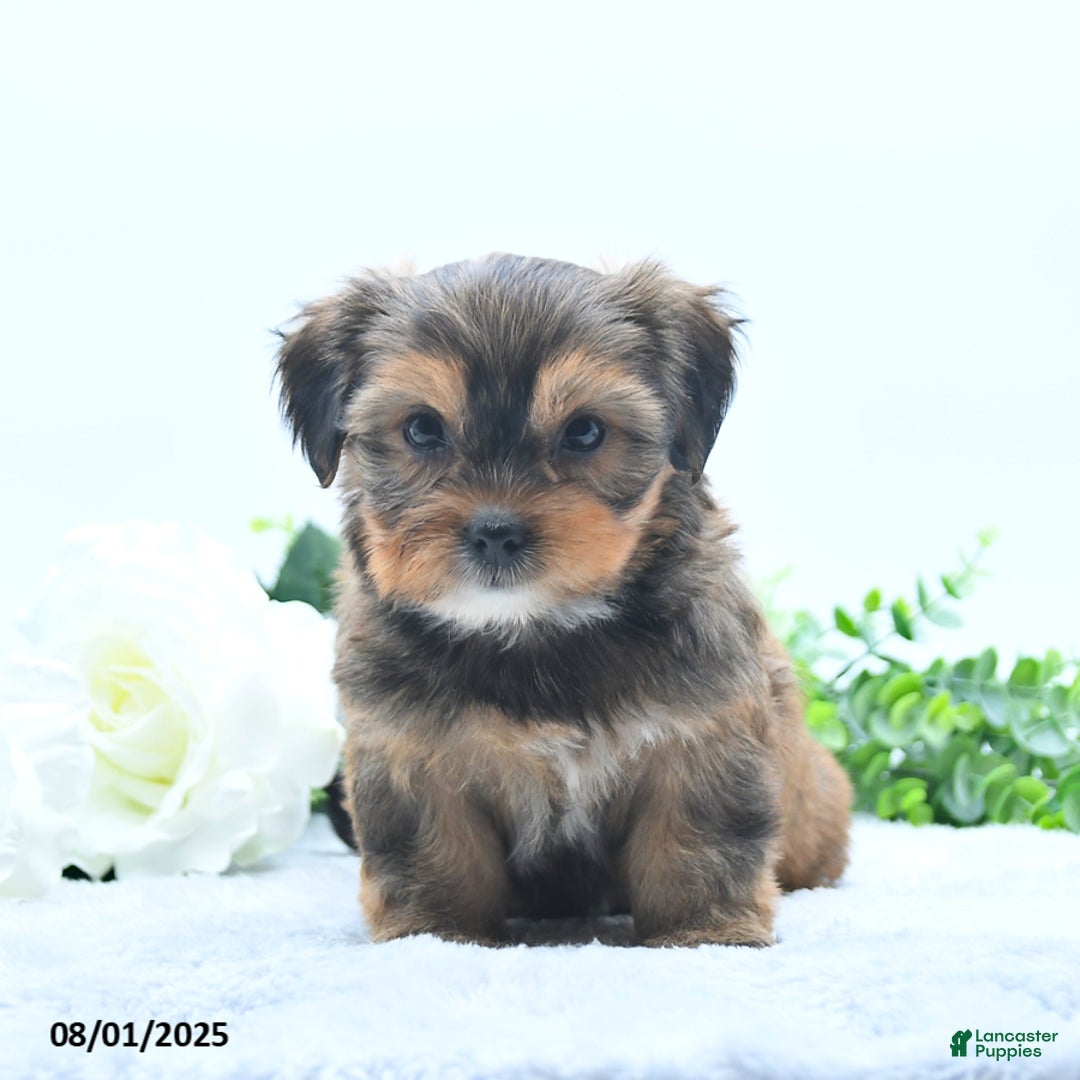 Shorkie dogs for sale: Lanae - Image 3
