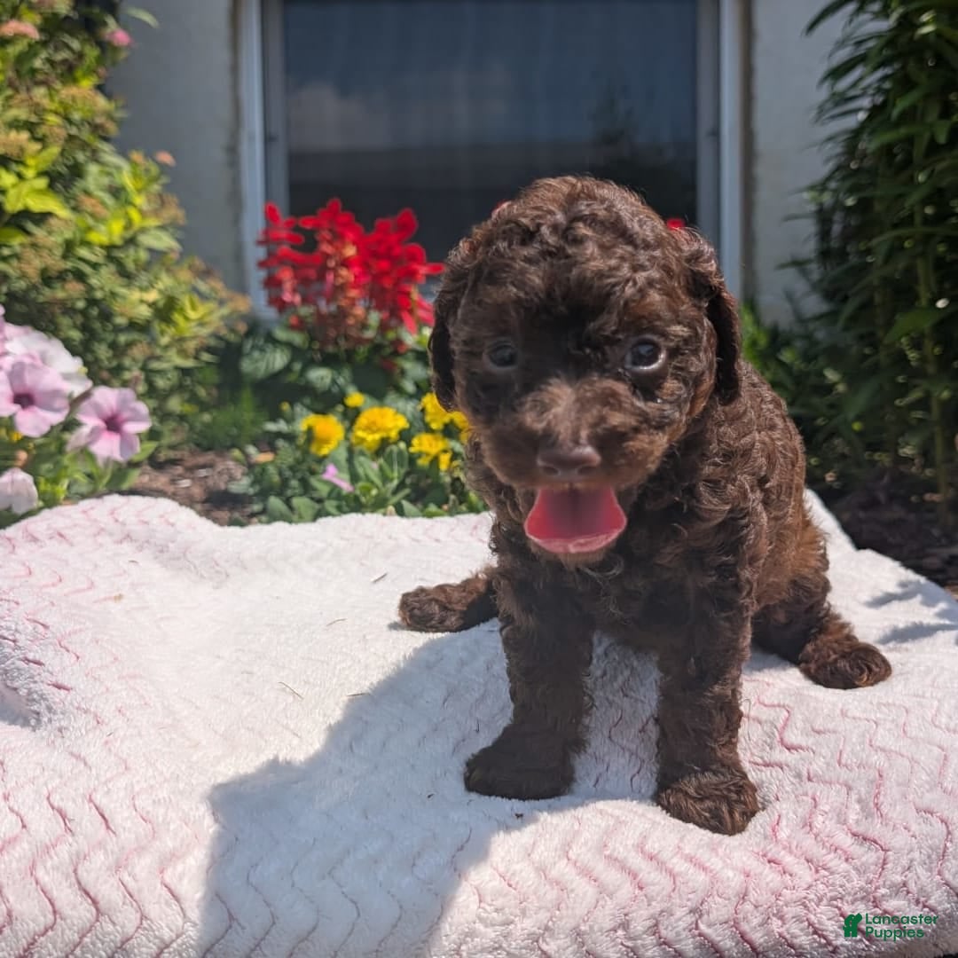 Toy Poodle dogs for sale: Buffy - Image 5