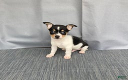 Chihuahua dogs for sale: Miles - Image 8