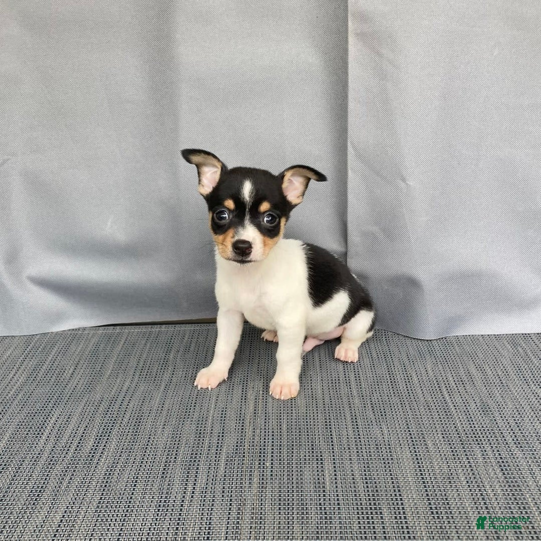 Chihuahua dogs for sale: Miles - Image 8
