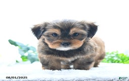 Shorkie dogs for sale: Lanae - Image 2