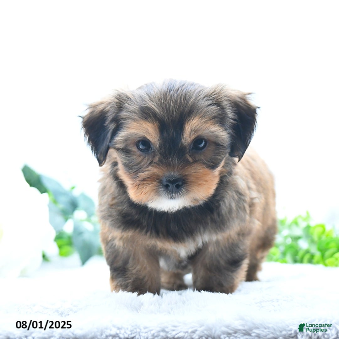 Shorkie dogs for sale: Lanae - Image 2
