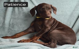 Doberman Pinscher dogs for sale: Patience - Image 5