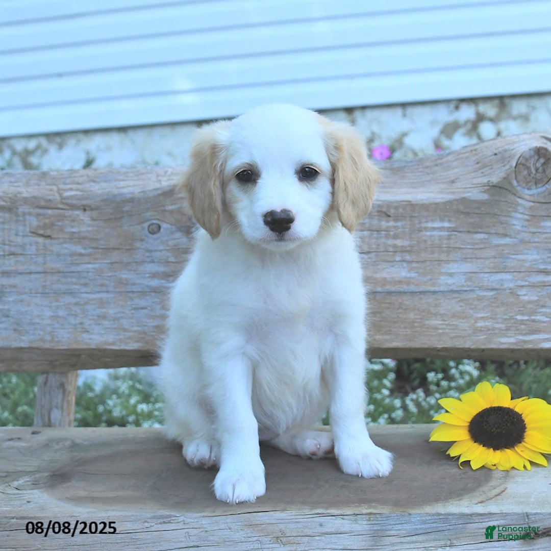 Border Collie dogs for sale: Ruby - Image 3