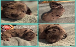 Great Dane dogs for sale: Baby Boy Silver - Image 1