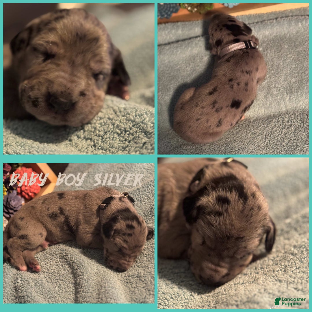 Great Dane dogs for sale: Baby Boy Silver - Image 1