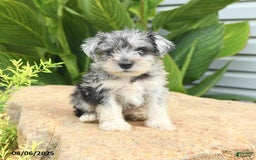 Miniature Schnauzer dogs for sale: Micky - Image 1