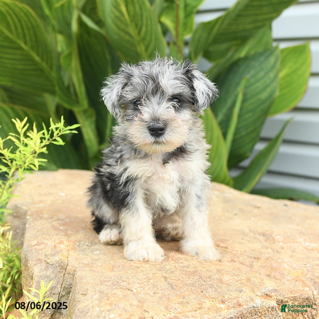 Miniature Schnauzer dogs for sale: Micky - Image 1