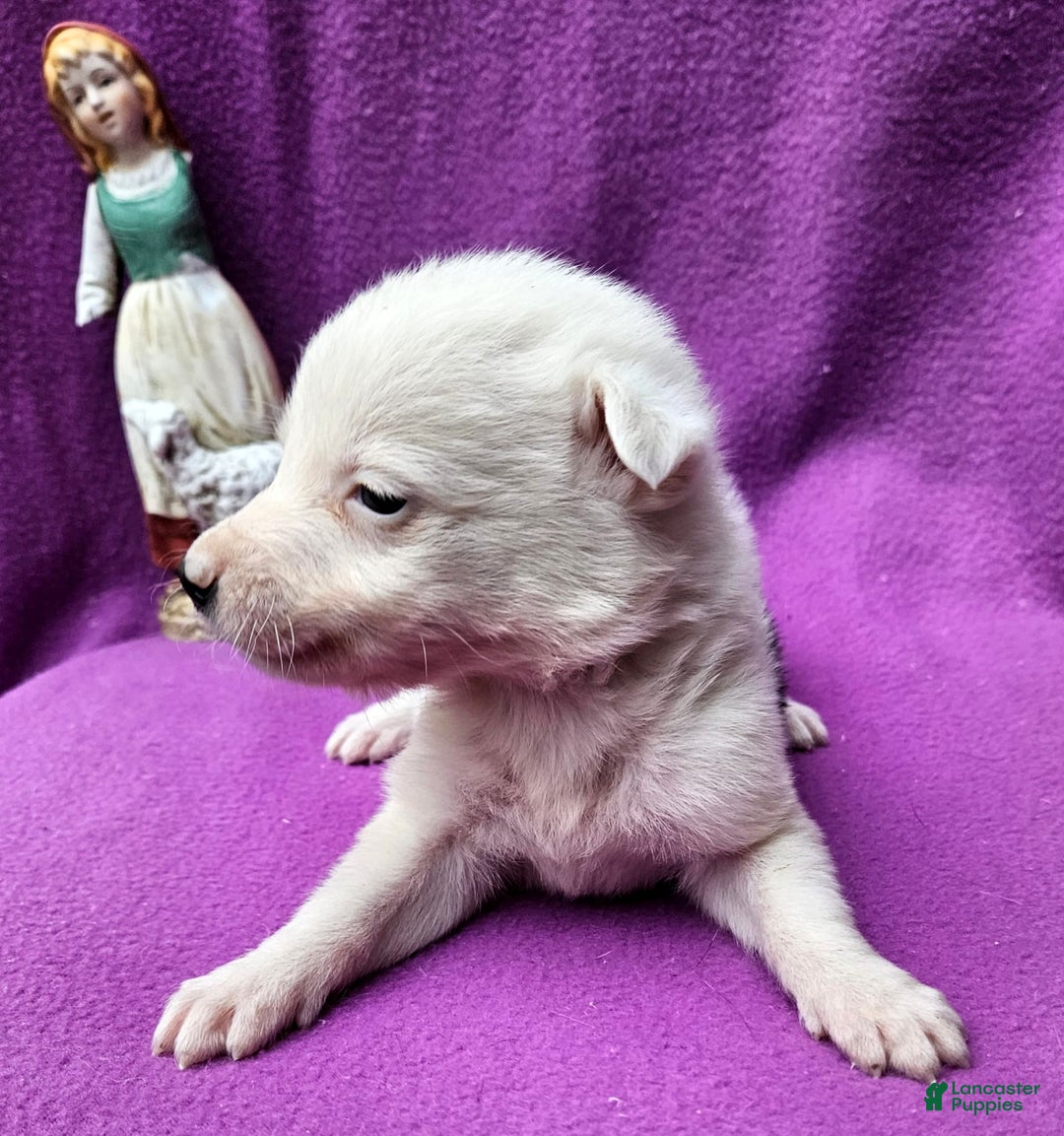 Border Collie dogs for sale: Dreami - Image 25