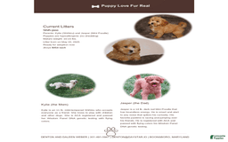 Shihpoo dogs for sale: Christopher - Image 7