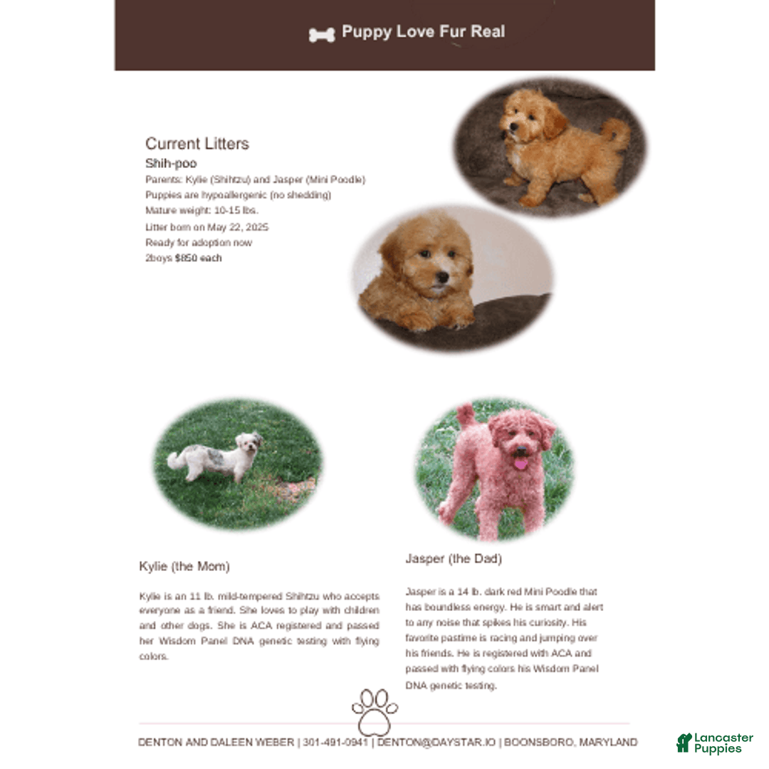 Shihpoo dogs for sale: Christopher - Image 7