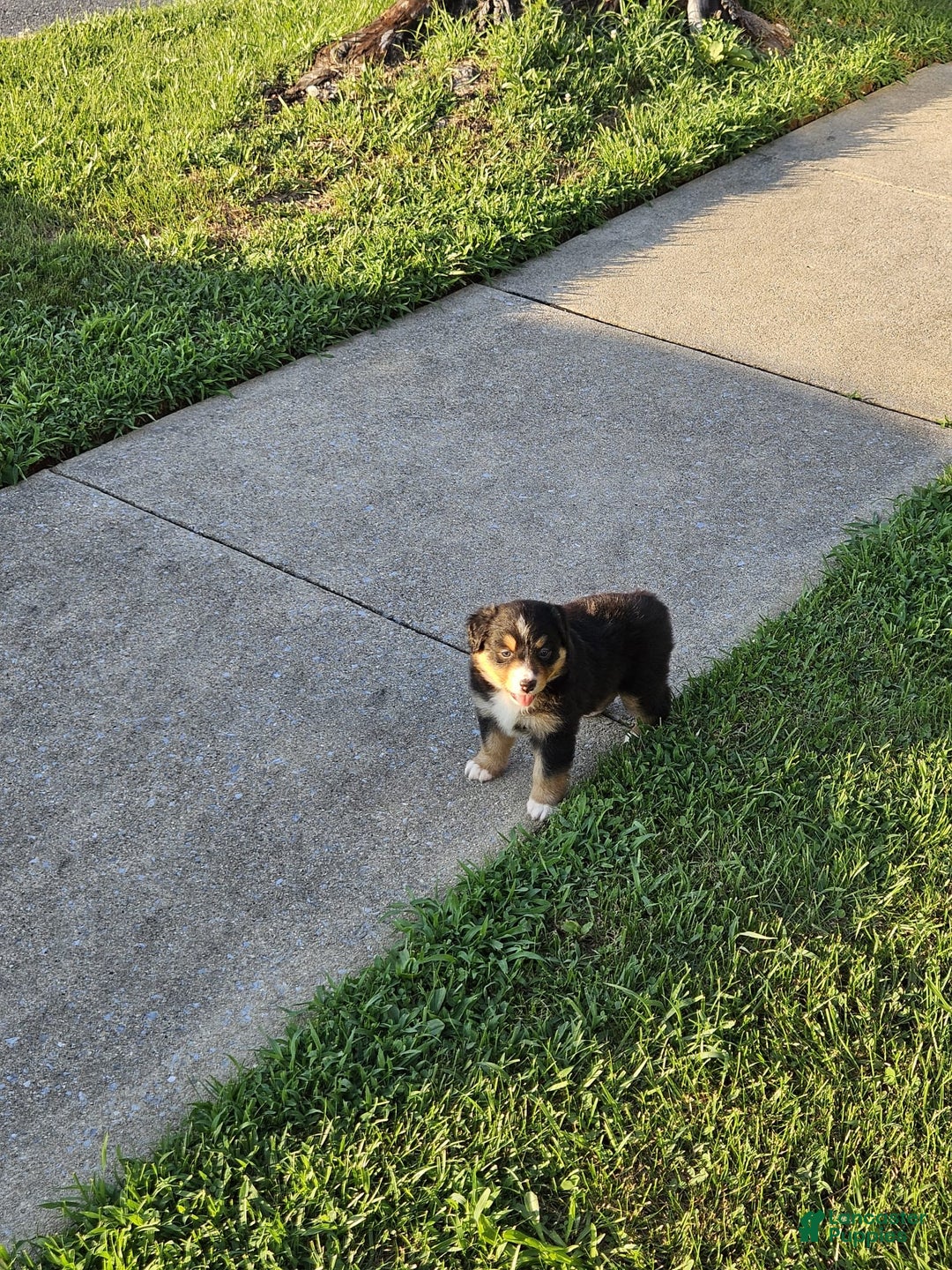 Australian Shepherd dogs for sale: Australian Shepherd 4 puppies - Image 13