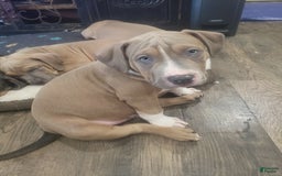 American Bully dogs for sale: Socks - Image 10
