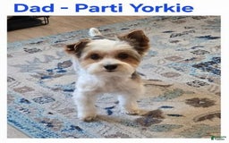 Morkie dogs for sale: Morkie Male 3 - Image 7