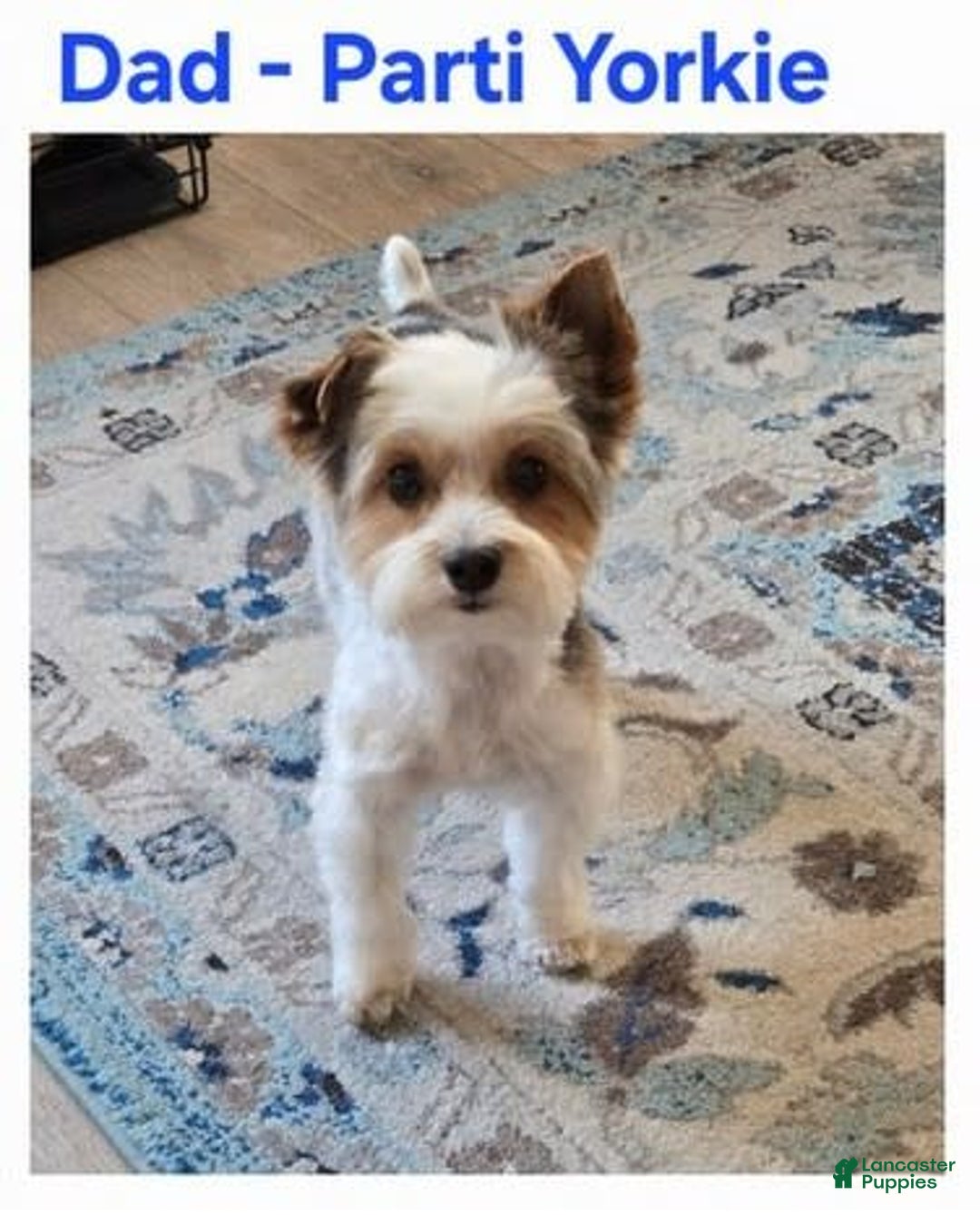 Morkie dogs for sale: Morkie Male 3 - Image 7