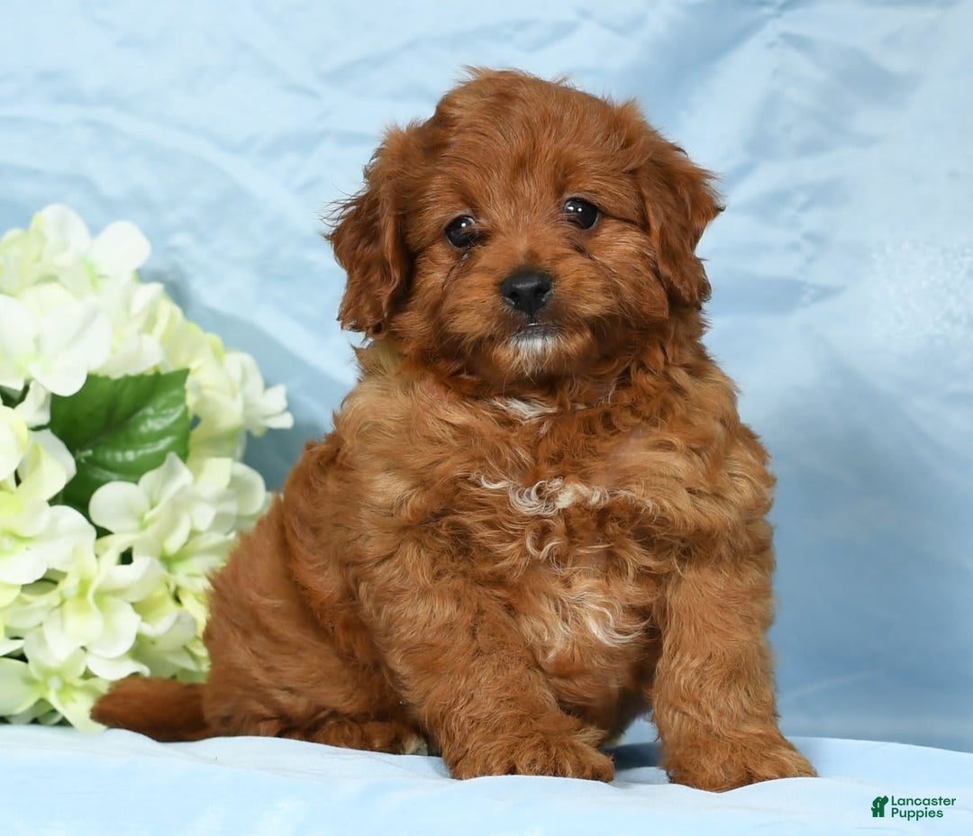 Cavapoo dogs for sale: Tinker - Image 8