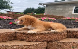 Cavapoo dogs for sale: Chester - Image 7