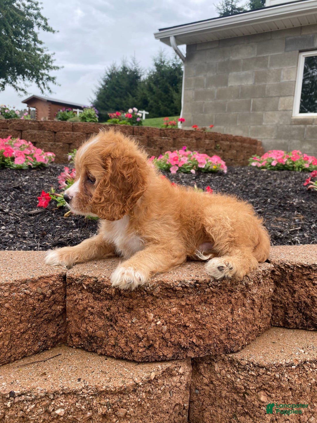 Cavapoo dogs for sale: Chester - Image 7