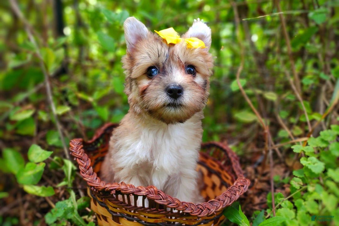 Morkie dogs for sale: Rare Gold Merle Beetle - Image 19