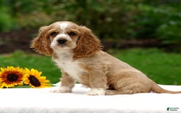 Cocker Spaniel dogs for sale: Tanner - Image 7